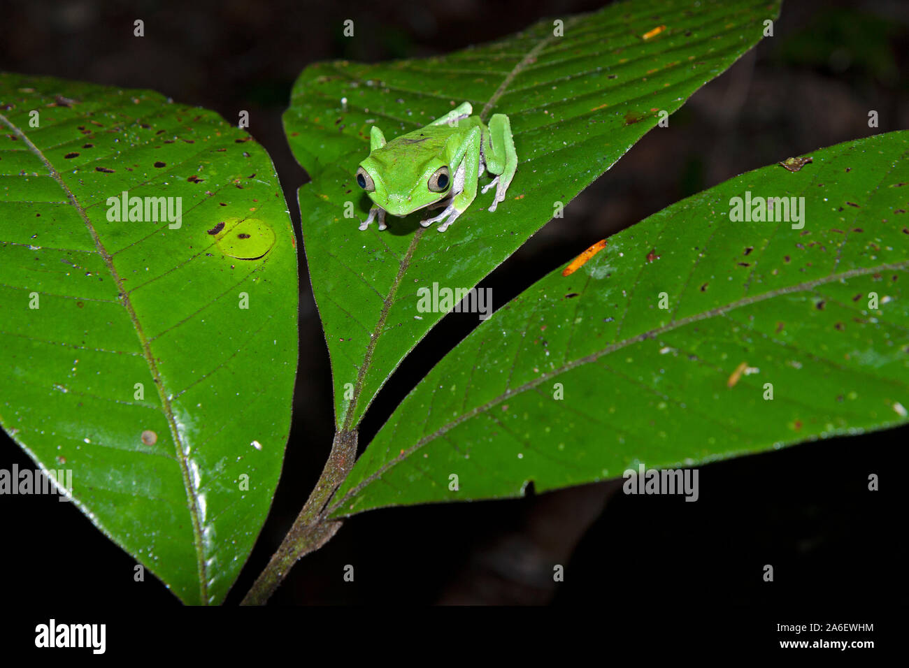 A tree frog is sitting on a leaf at Tambopata National Reserve in Peru. Stock Photo