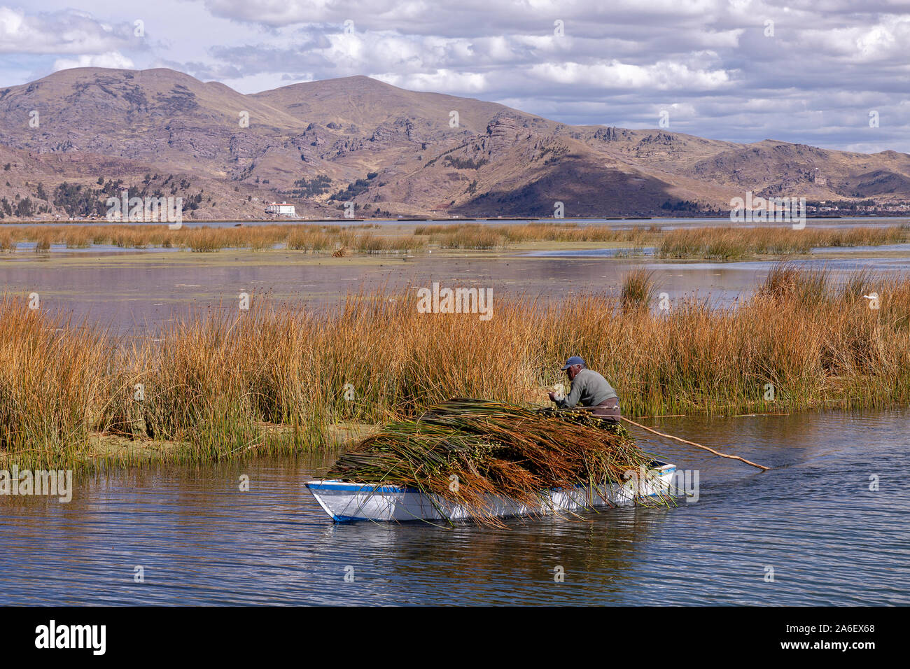 A man is gathering reed on Lake Titicaca near Puno in Peru. Stock Photo