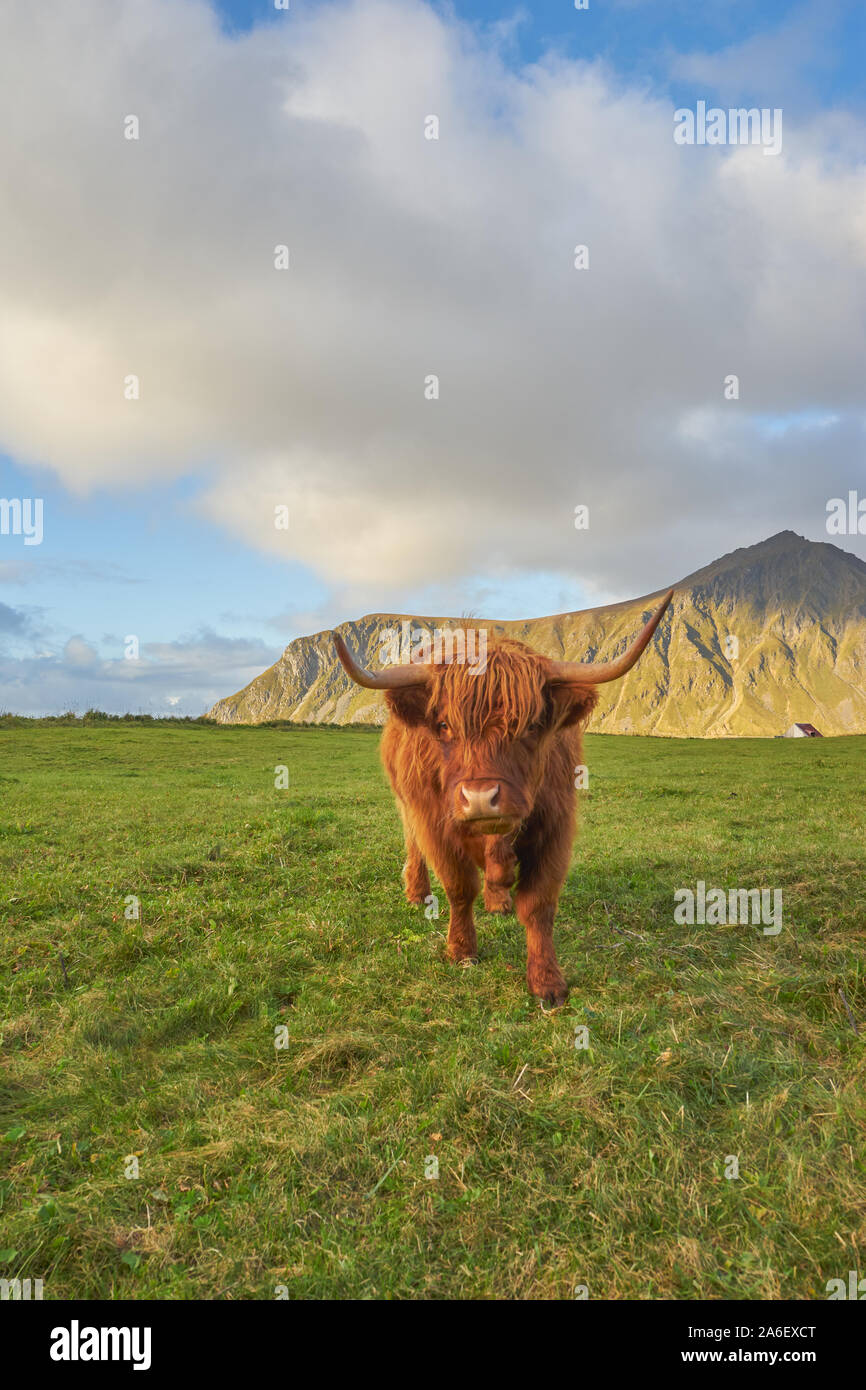 This highland cattle are in the middle of a wonderful landscape. The long fur protects in wind and weather. Stock Photo