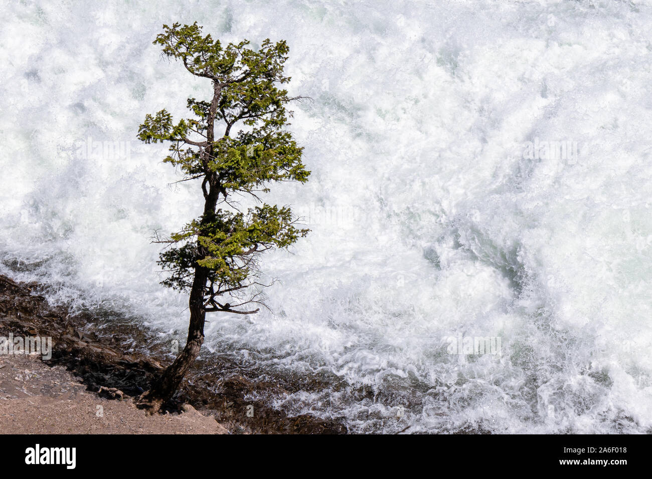 Lonley Tree at Wapta Falls Yoho National Park, British Columbia Stock Photo