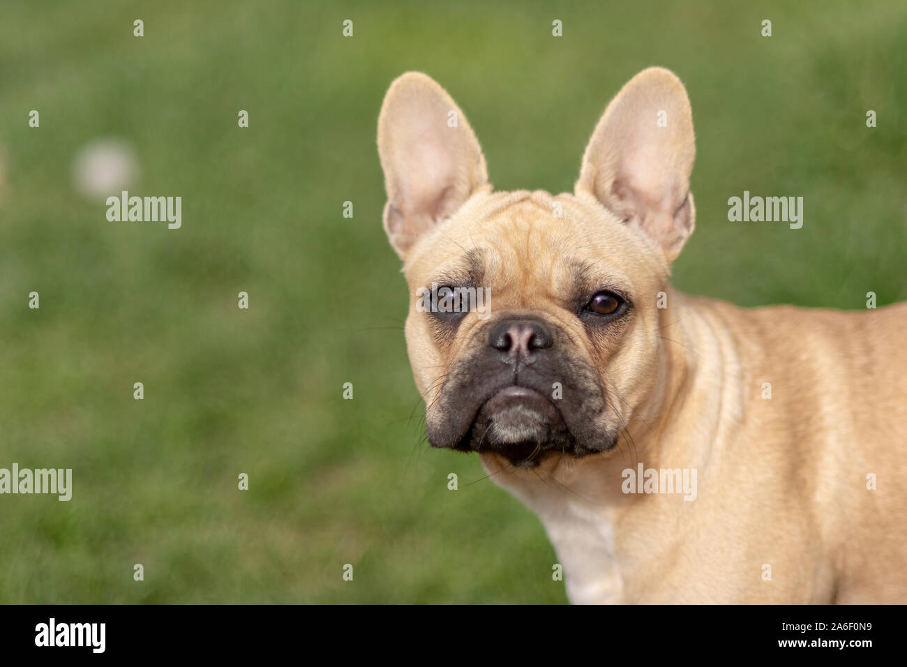 french bully puppy Stock Photo