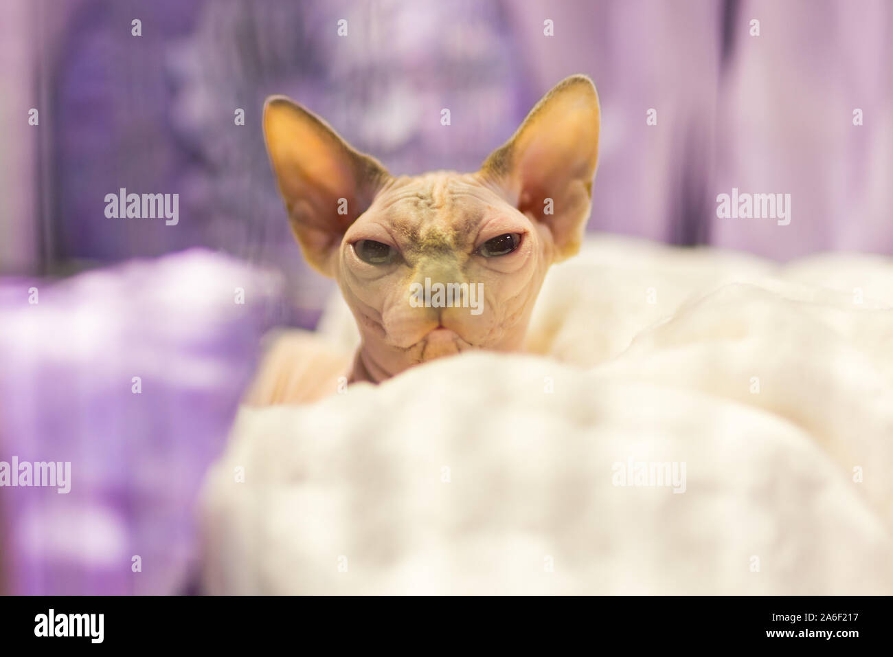 Hairless Cat High Resolution Stock Photography And Images Alamy