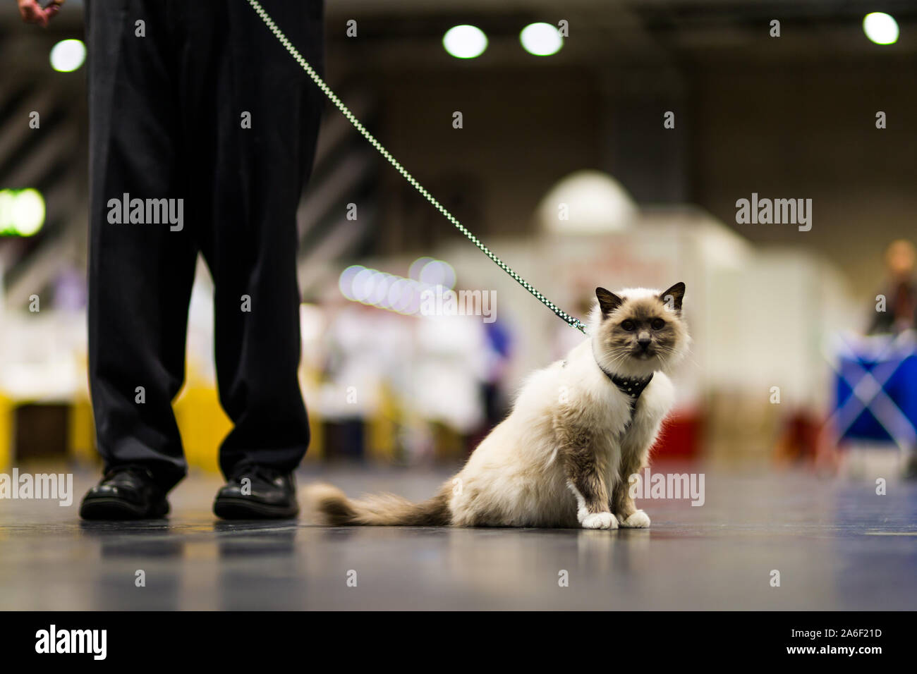 Birmingham, UK. 26th October 2019. Hundred of cats and their owners descend on the NEC for the Supreme Cat Show. Twizzle, a 16-year-old Blue Point Birman, and Past Supreme Champion. Peter Lopeman/ Alamy Live News Stock Photo
