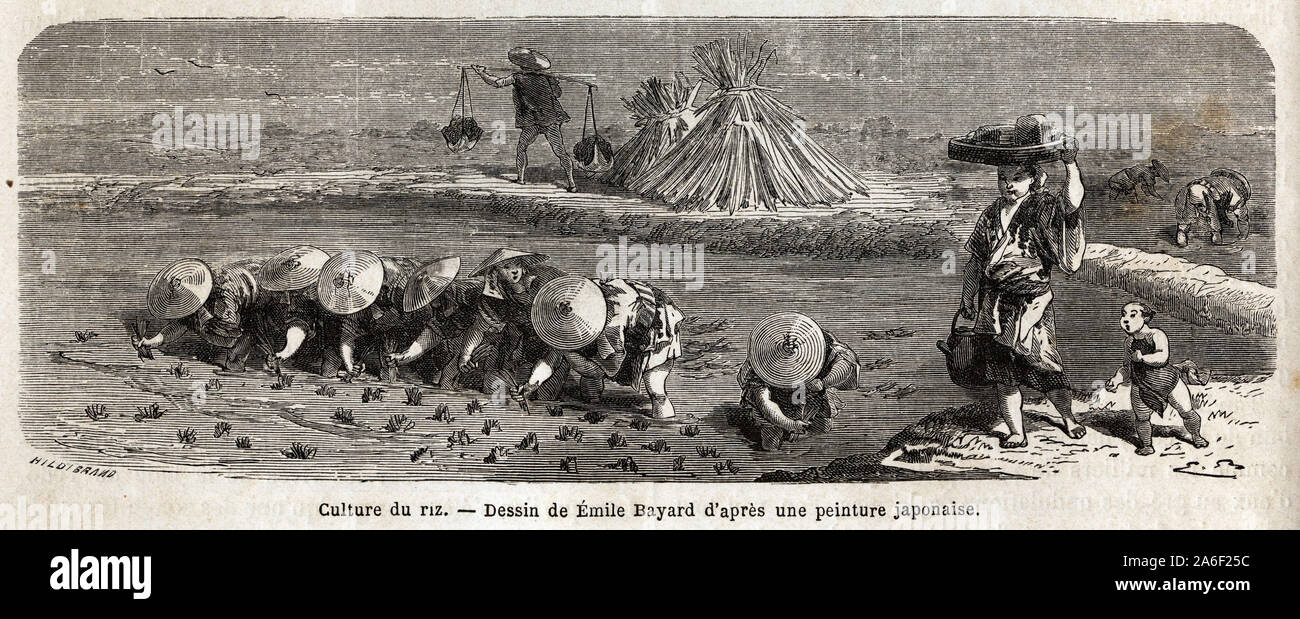 La culture du riz: seconde etape, les semences sont repiquees ...