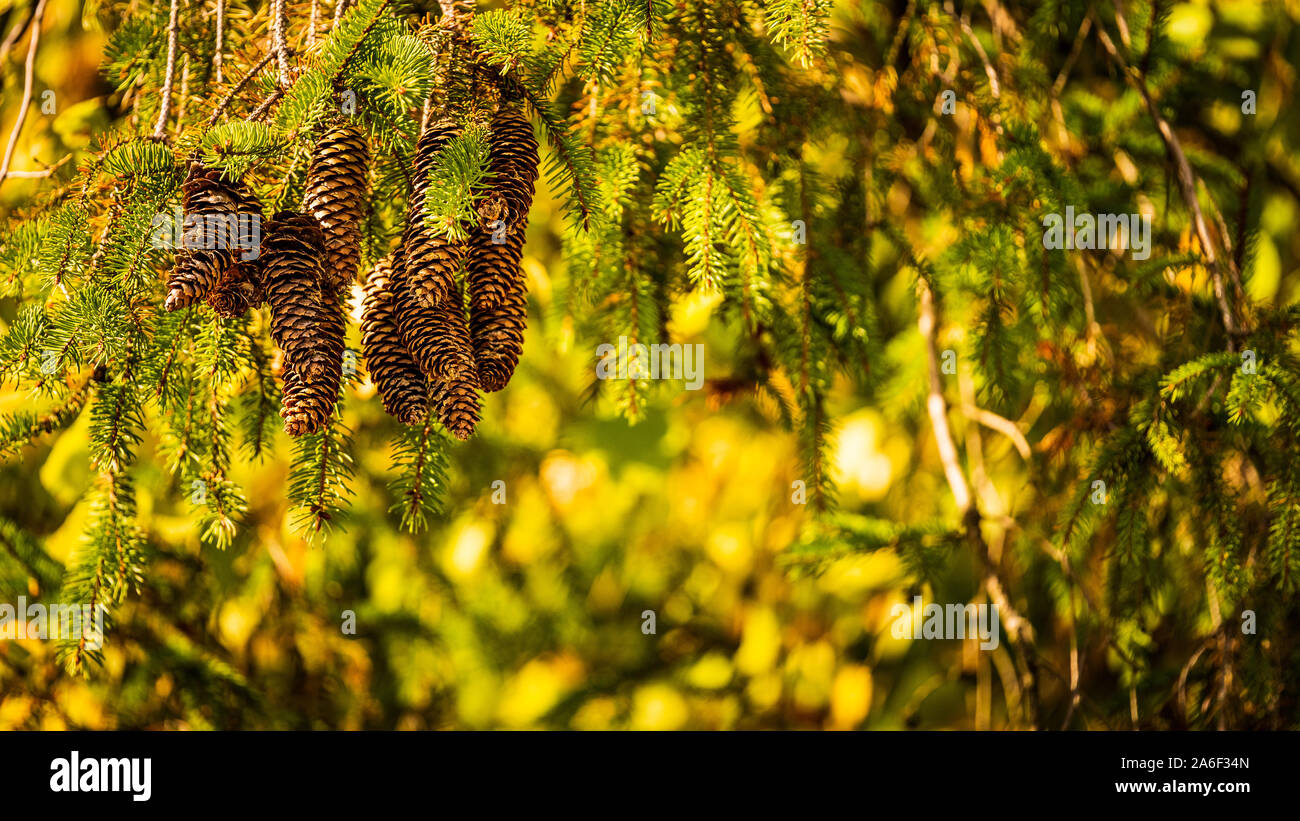 Longitudinal cones of caucasian fir tree, hang from evergreen conifer branches. Branch with fir cones. Closeup cones. Pine needles. Lot of Cones on Stock Photo