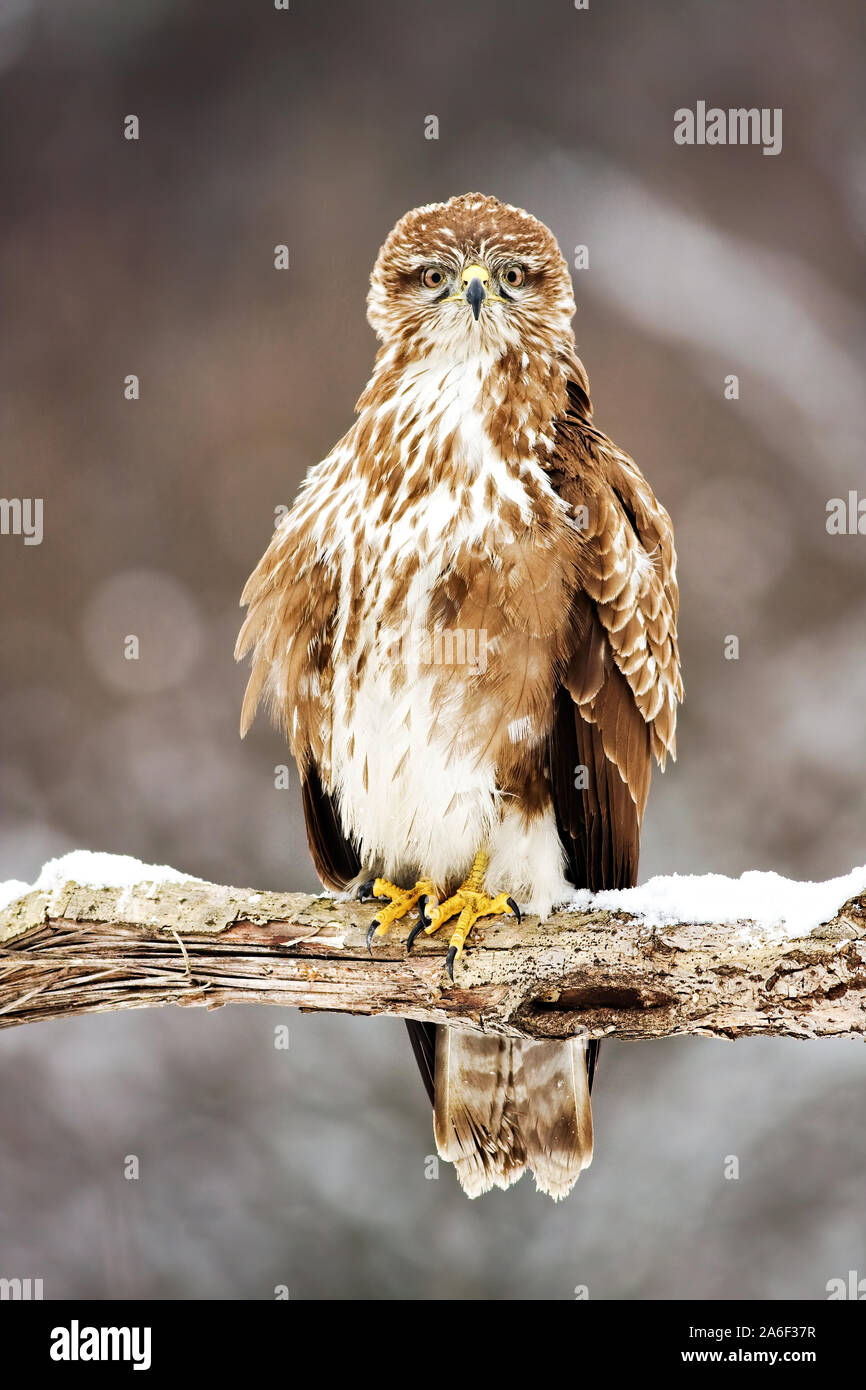 Perched wild common buzzard sitting on a branch covered with snow in winter. Vertical photograph of bird predator staring to camera. Stock Photo