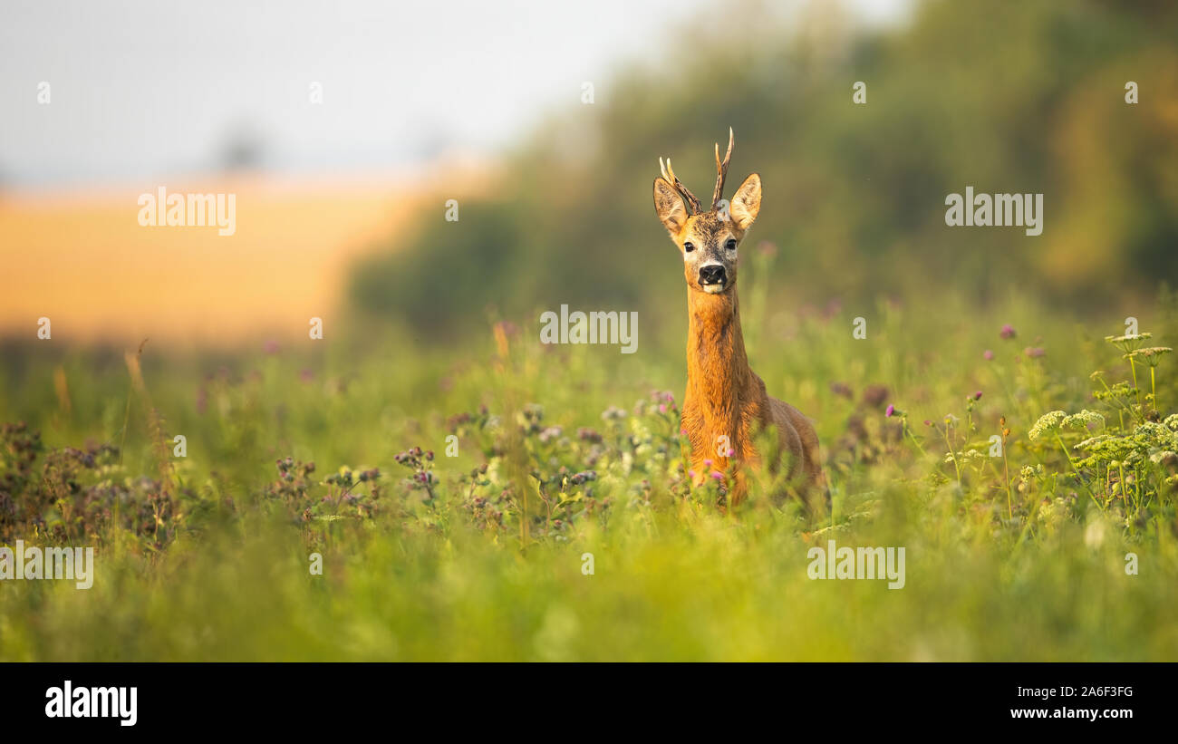 Roe deer, capreolus capreolus, buck standing proudly with head up on a meadow with wildflowers at sunrise. Wild animal with fur wet from dew. Stock Photo