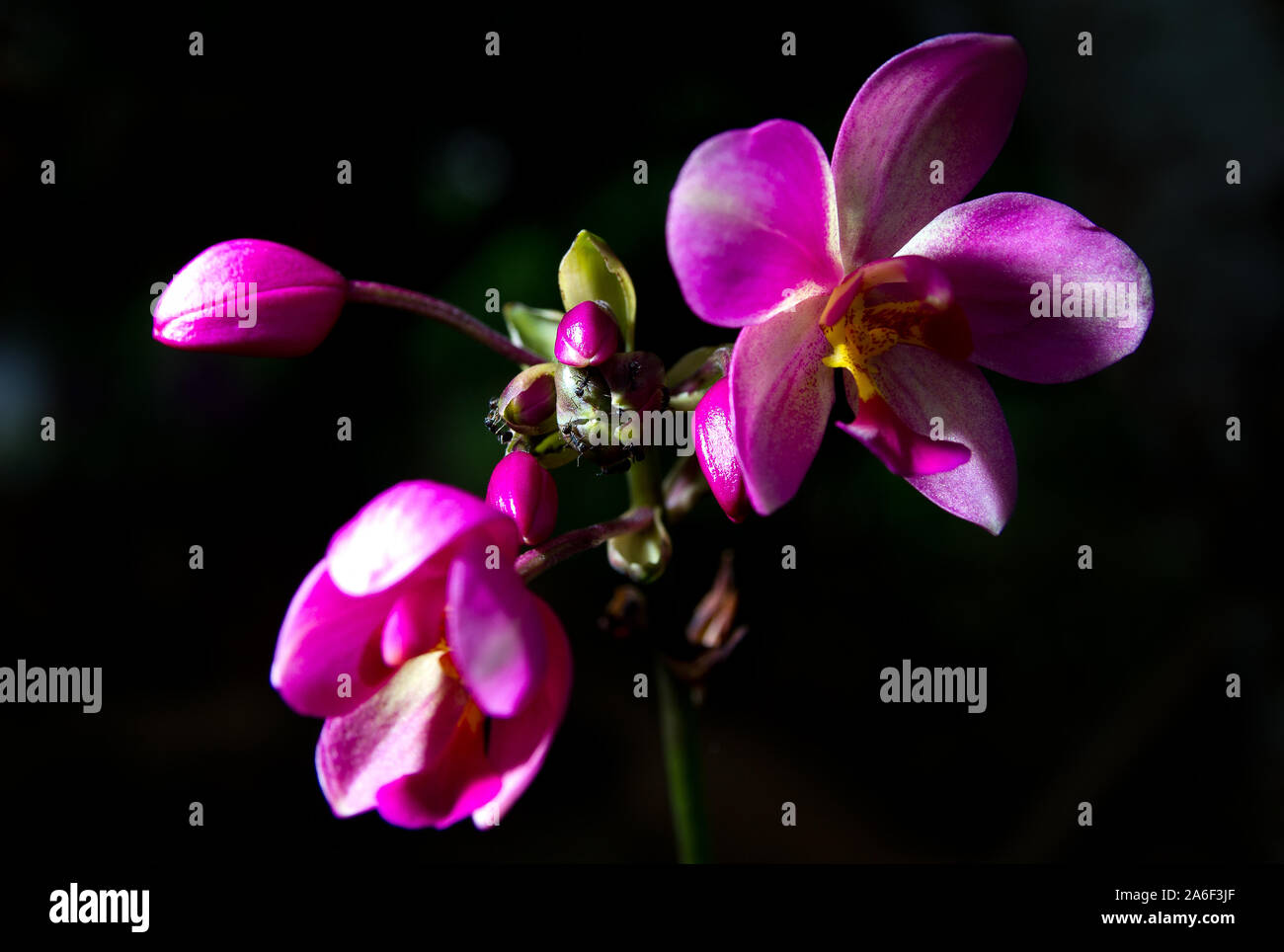 wild orchid with black background close up Stock Photo