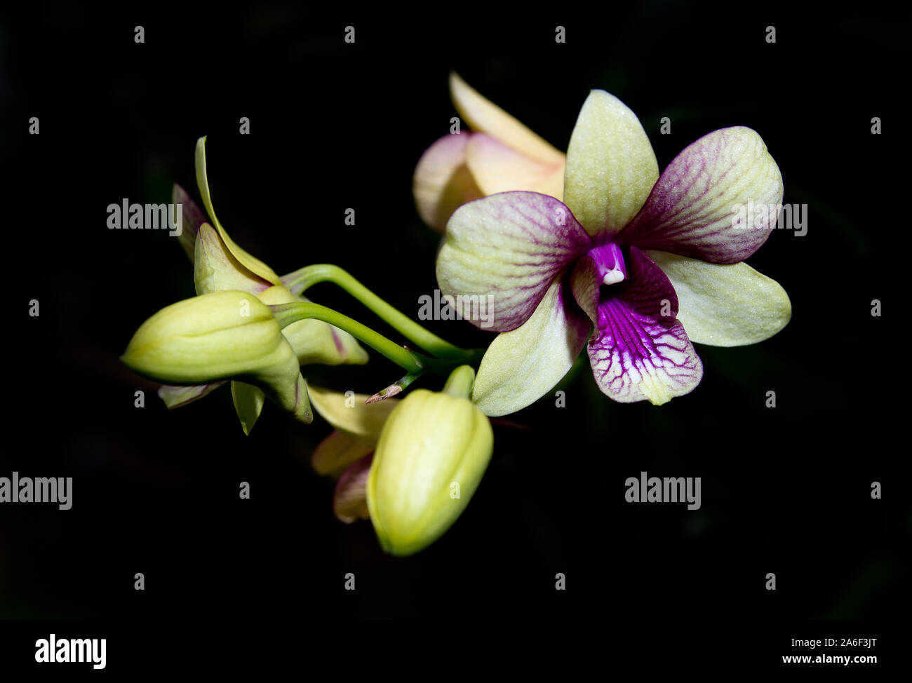 wild orchid with black background close up Stock Photo