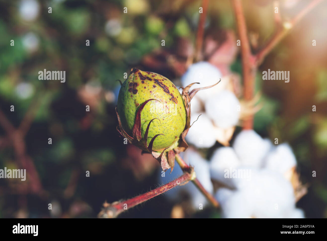 Cotton Plant Having Cotton Buds Stock Photo Alamy