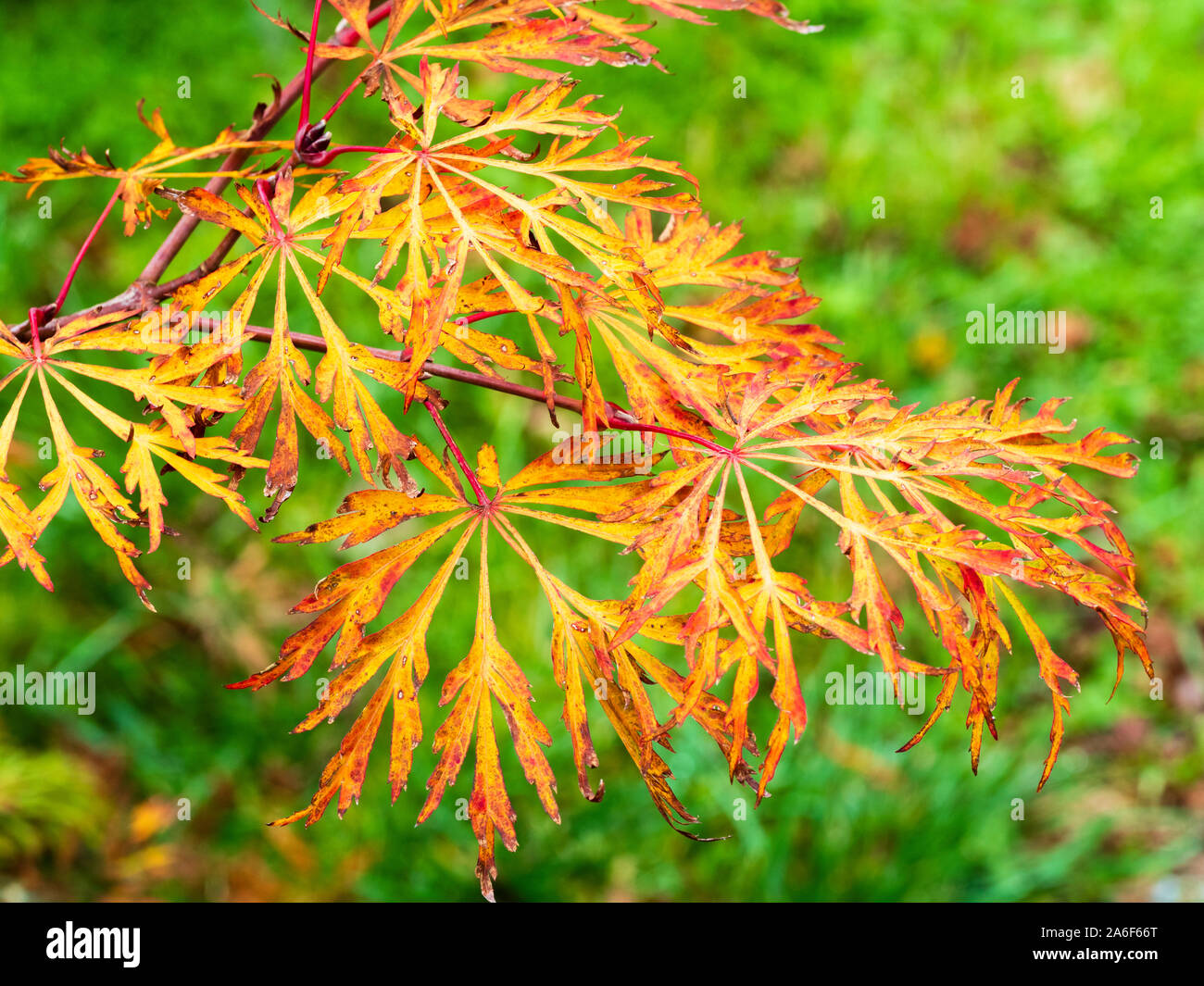 Orange autumn foliage of the ornamental Japanese maple, Acer japonicum 'Green Cascade' Stock Photo
