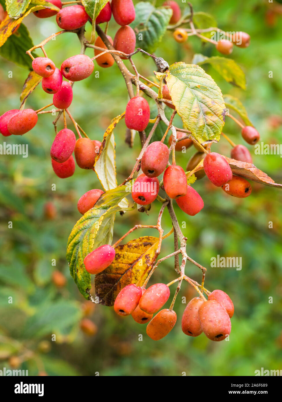 Red-orange autumn berries of the small deciduous tree, Sorbus 'folgneri Emiel' Stock Photo