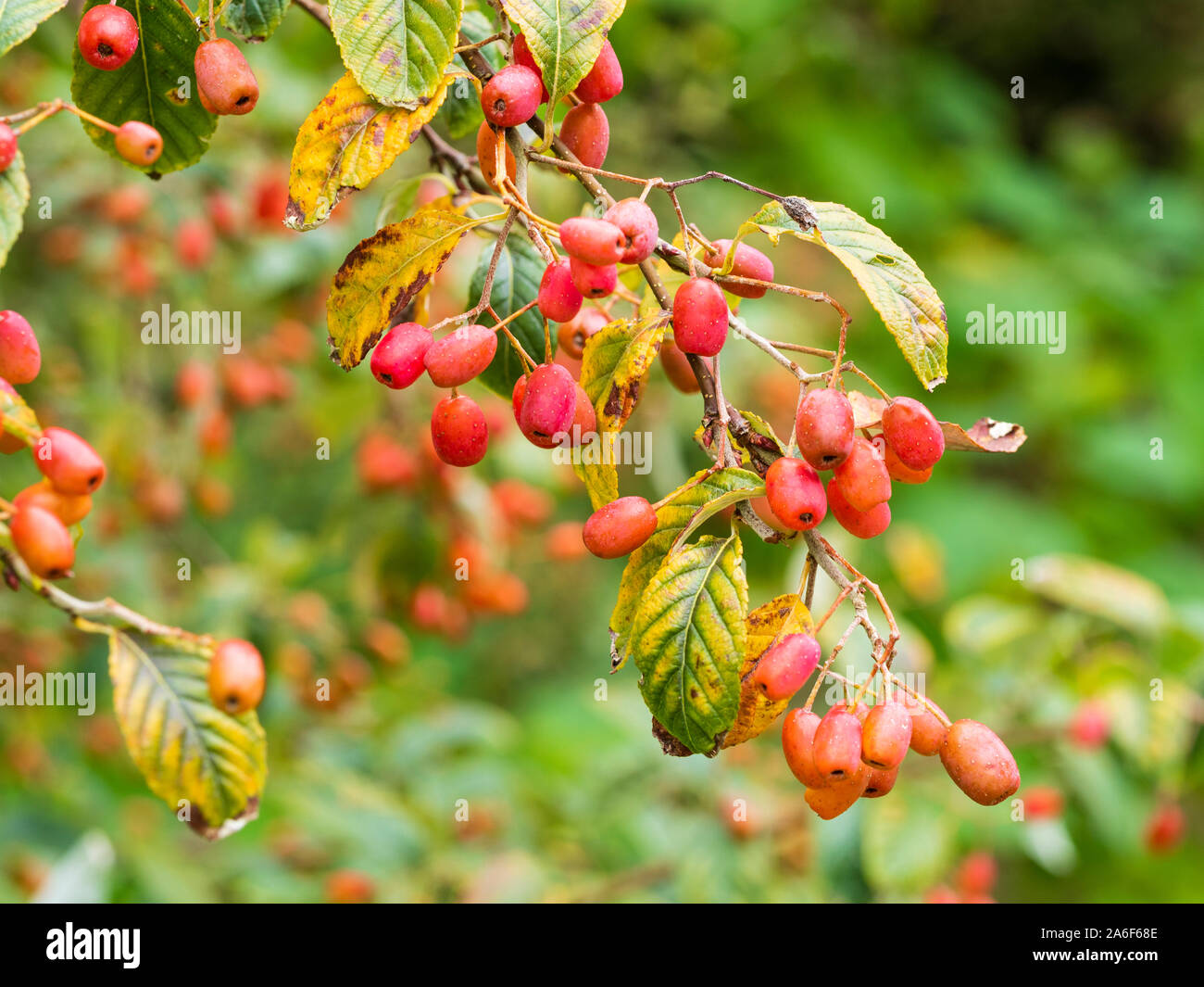 Small deciduous tree hires stock photography and images Alamy