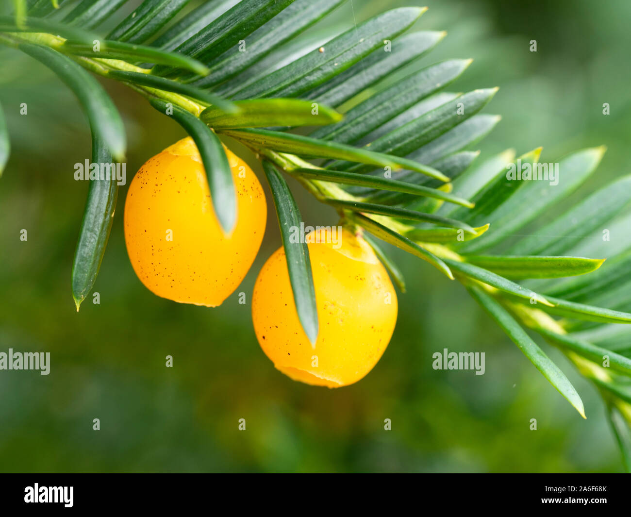 Poisonous yellow autumn berries of the evergreen yew tree, Taxus baccata 'Lutea' Stock Photo