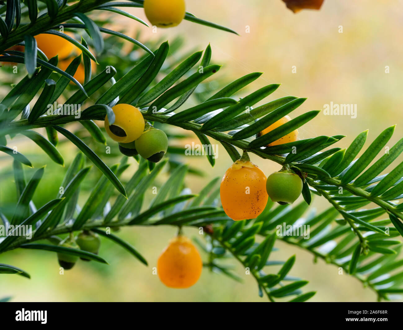 Poisonous yellow autumn berries of the evergreen yew tree, Taxus baccata 'Lutea' Stock Photo