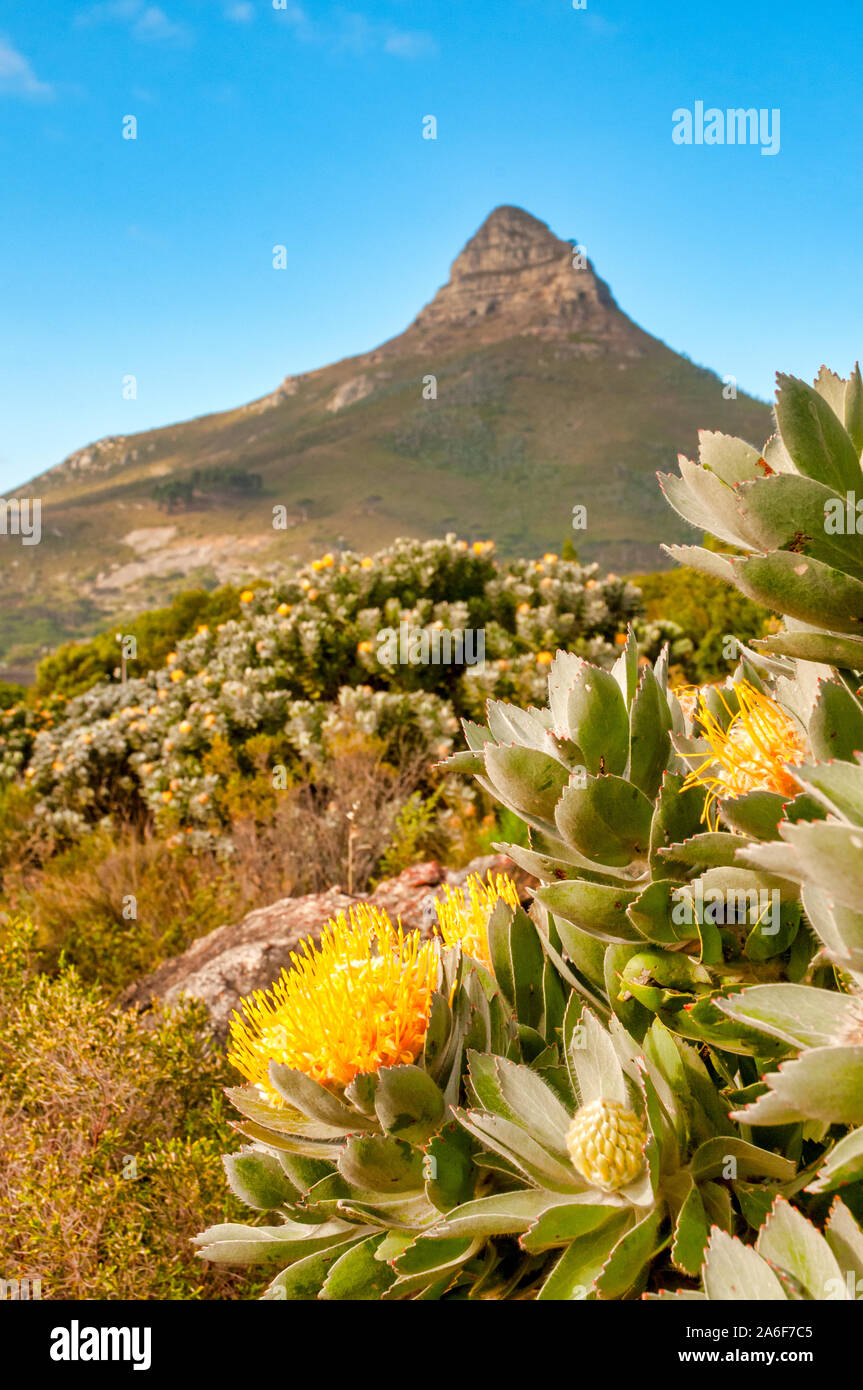 Yellow King Protea (Protea cynaroides ) on the slopes of  Lion's Head mountain, Cape Town, South Africa Stock Photo