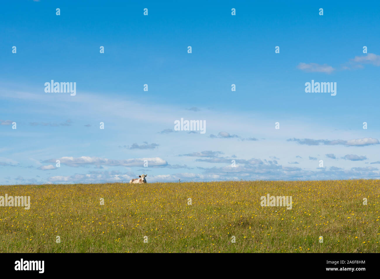 Cow lying down in wide open flower field under a large open blue sky on top of The South Downs Stock Photo