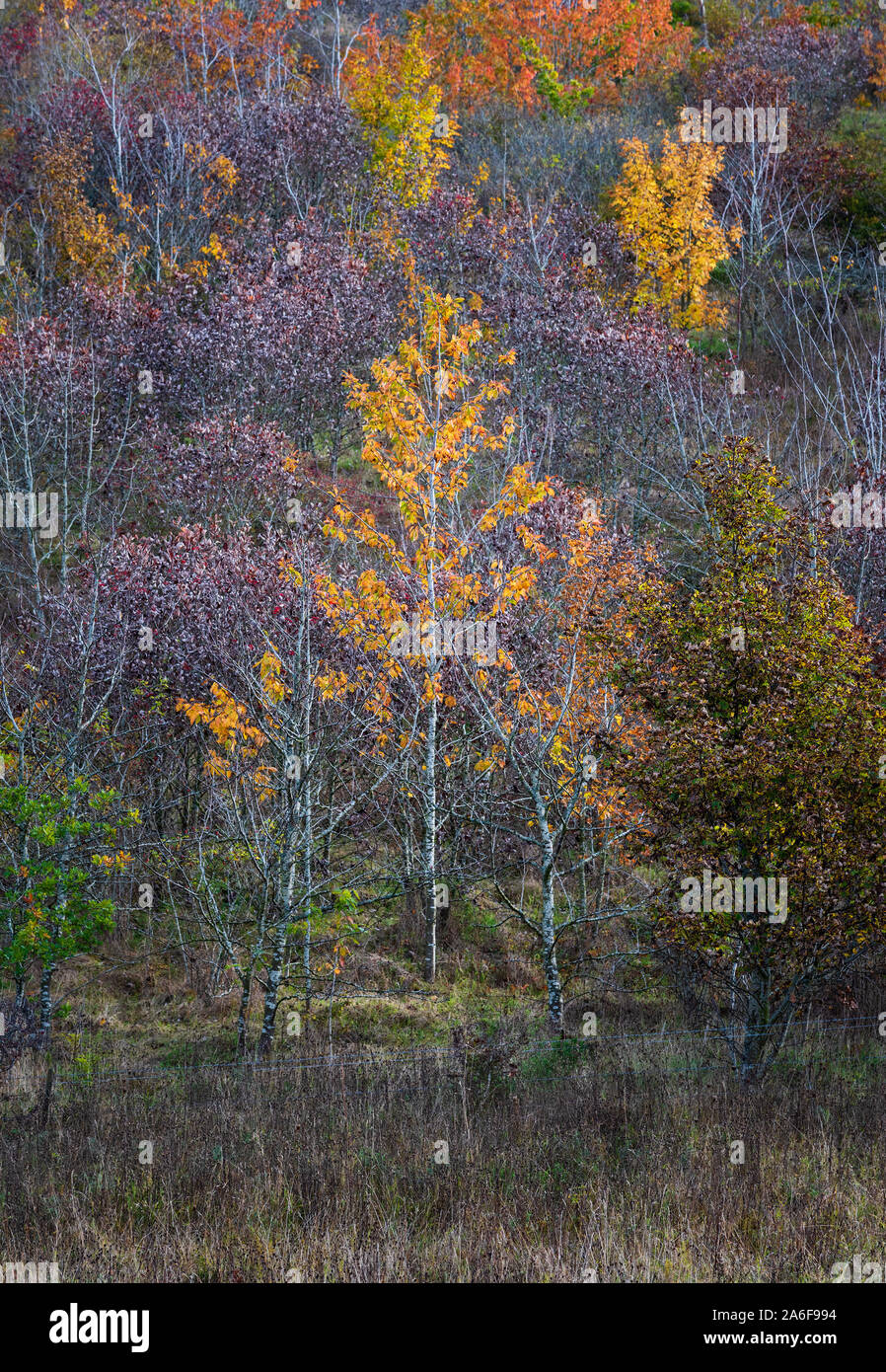 Autumnal landscape, autumn colours of the foliage of deciduous trees in  woodland  in English countryside Stock Photo