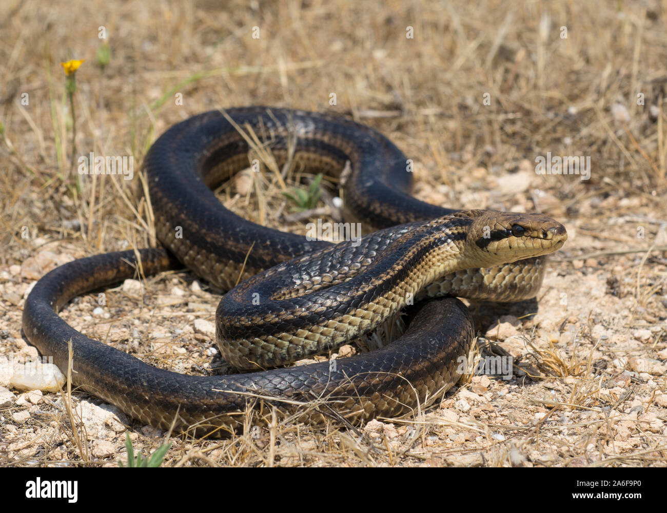 Large very dark Four-lined Snake (Elaphe quatuorlineata) on the Island of Ios, Cyclades Islands, Greece. Stock Photo