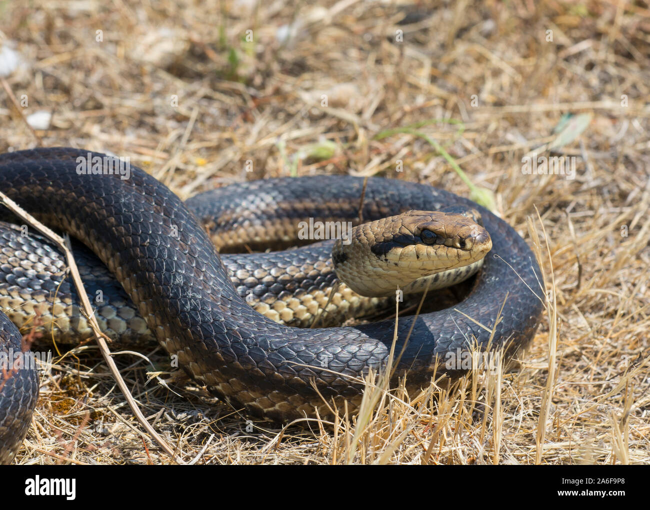 Large very dark Four-lined Snake (Elaphe quatuorlineata) on the Island of Ios, Cyclades Islands, Greece. Stock Photo