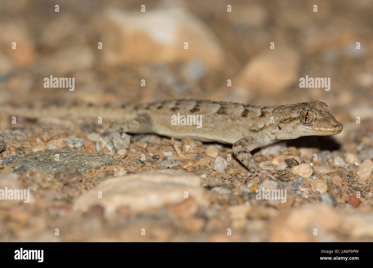 Kotschy's Gecko (Mediodactylus kotschyi) on the Greek Island of Milos, Cyclades Islands, Greece. Stock Photo