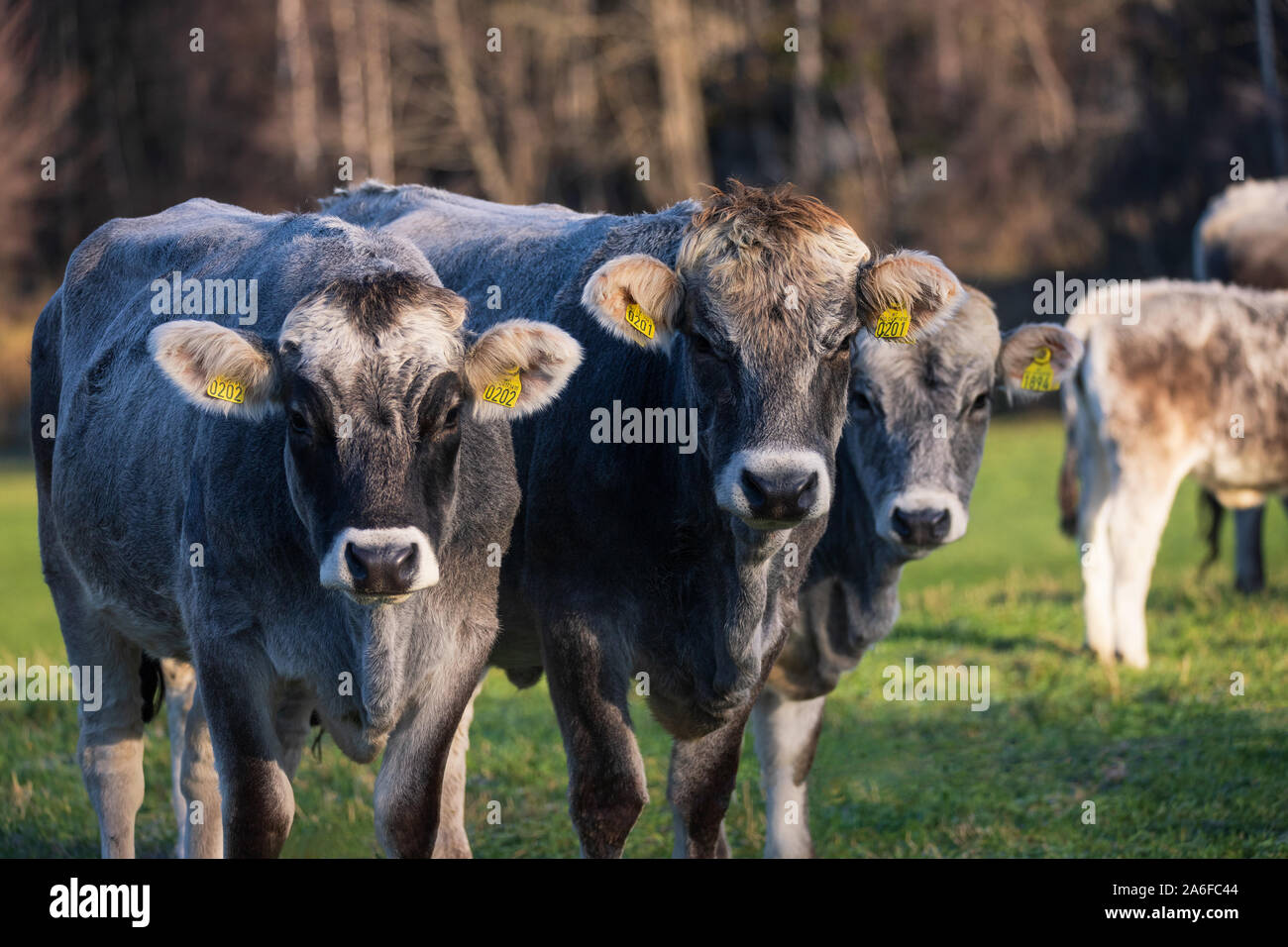 Cattle are commonly raised as livestock for meat and for milk. Happy Animals  Produce Better Food Stock Photo - Alamy