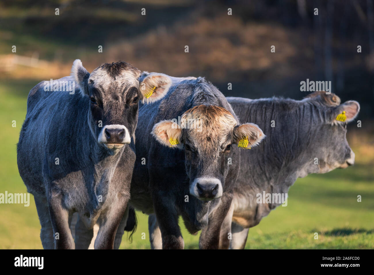 Cattle are commonly raised as livestock for meat and for milk. Happy Animals Produce Better Food. Stock Photo