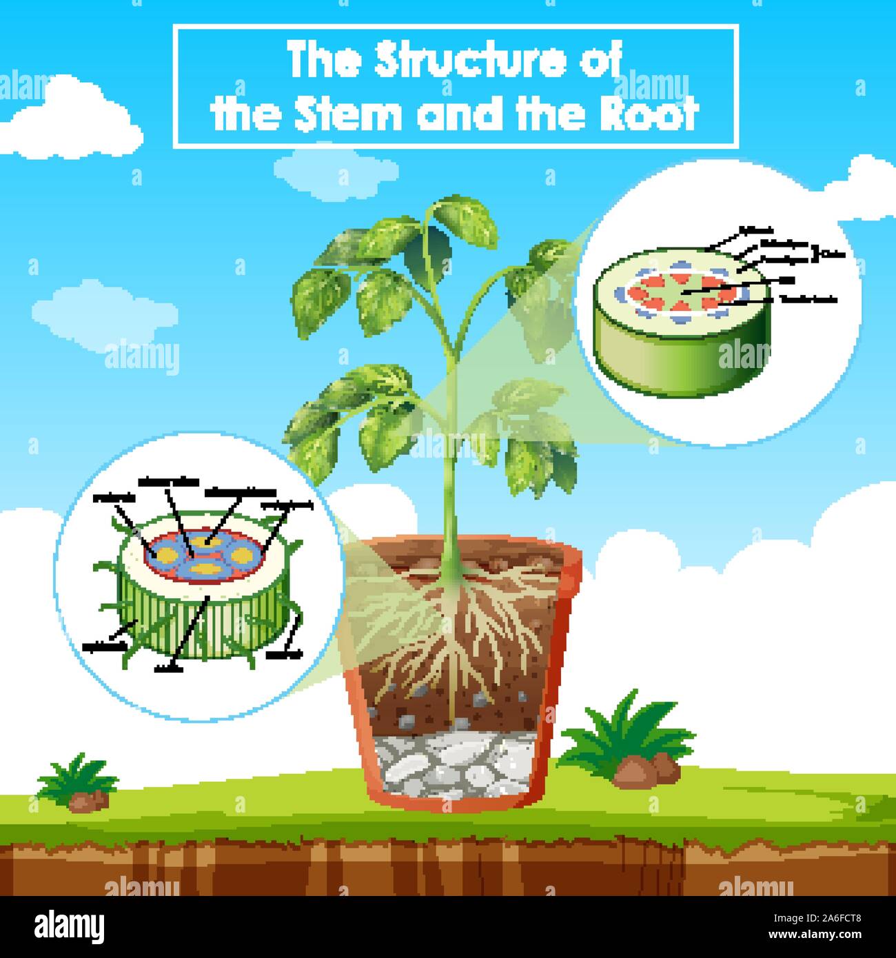 Diagram showing the structure of stem and root illustration Stock ...