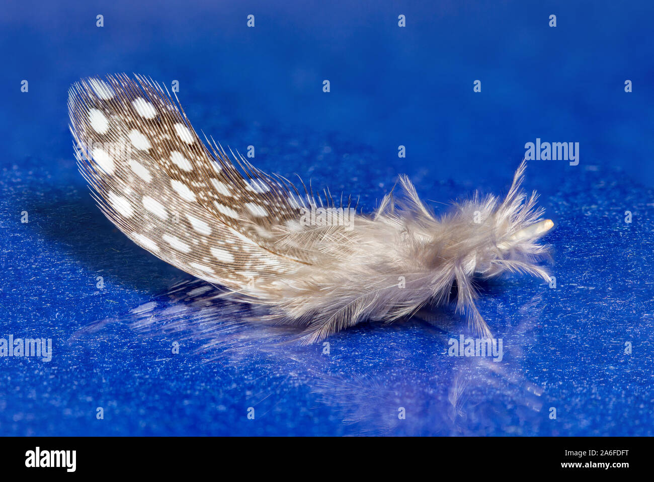 feather on blue background with reflection Stock Photo