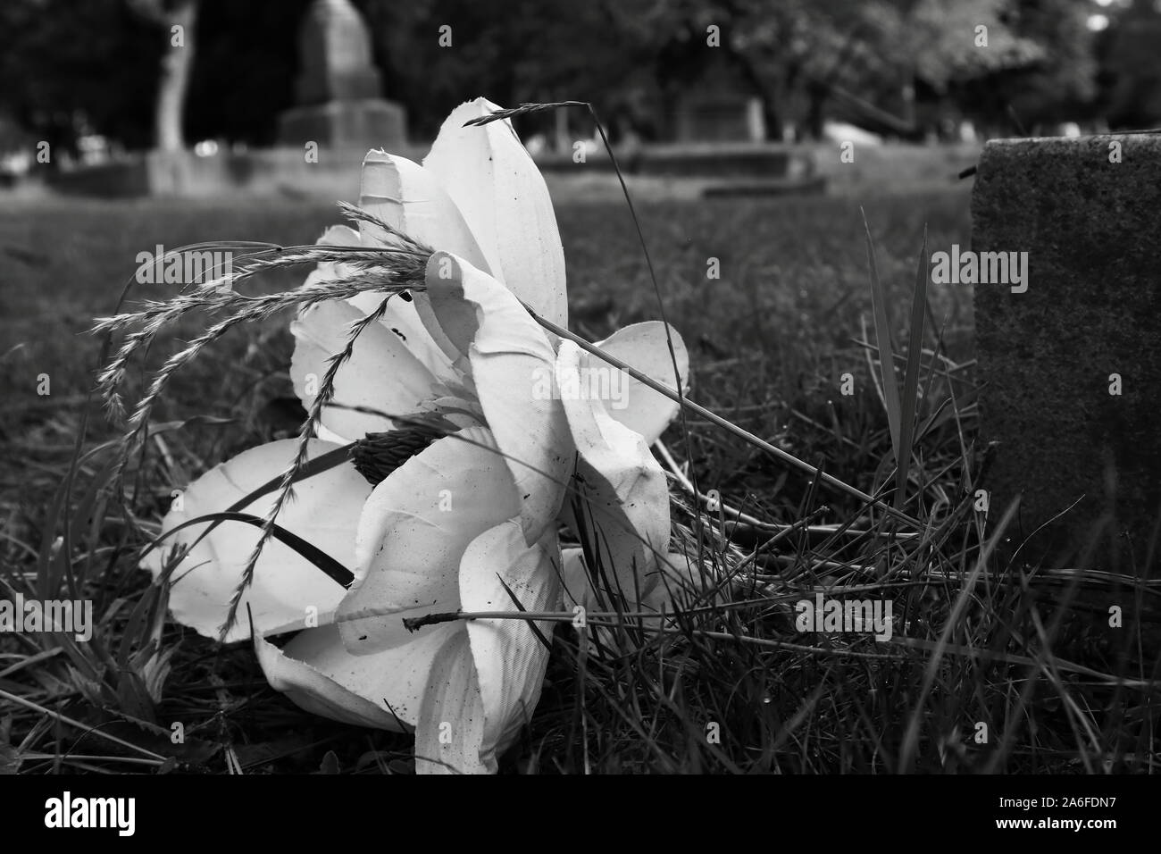 White silk magnolia flower abandoned in the grass of the graveyard.  Black and white. Stock Photo