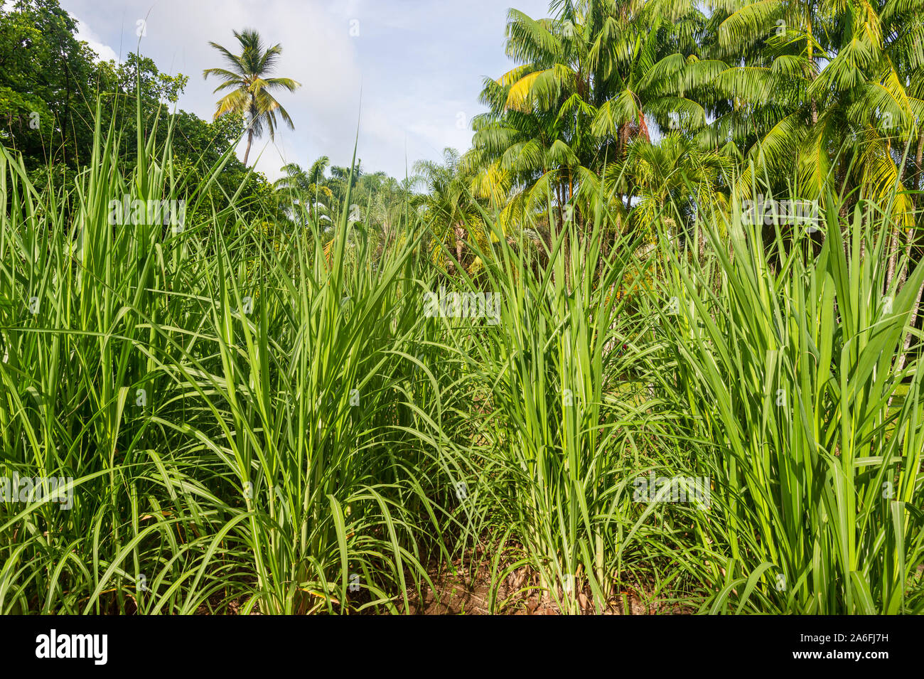 Sugar cane field in Martinique Stock Photo