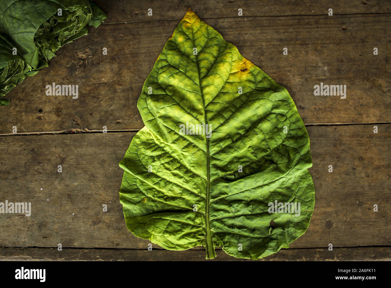 real tobacco village Sumedang, Indonesia. 5th Mar, 2019. Good quality tobacco leaf after being  sorted for drying under the sun.Banyuresmi Village, Sumedang Regency is a tobacco  village famous for producing dry tobacco, within 40 days