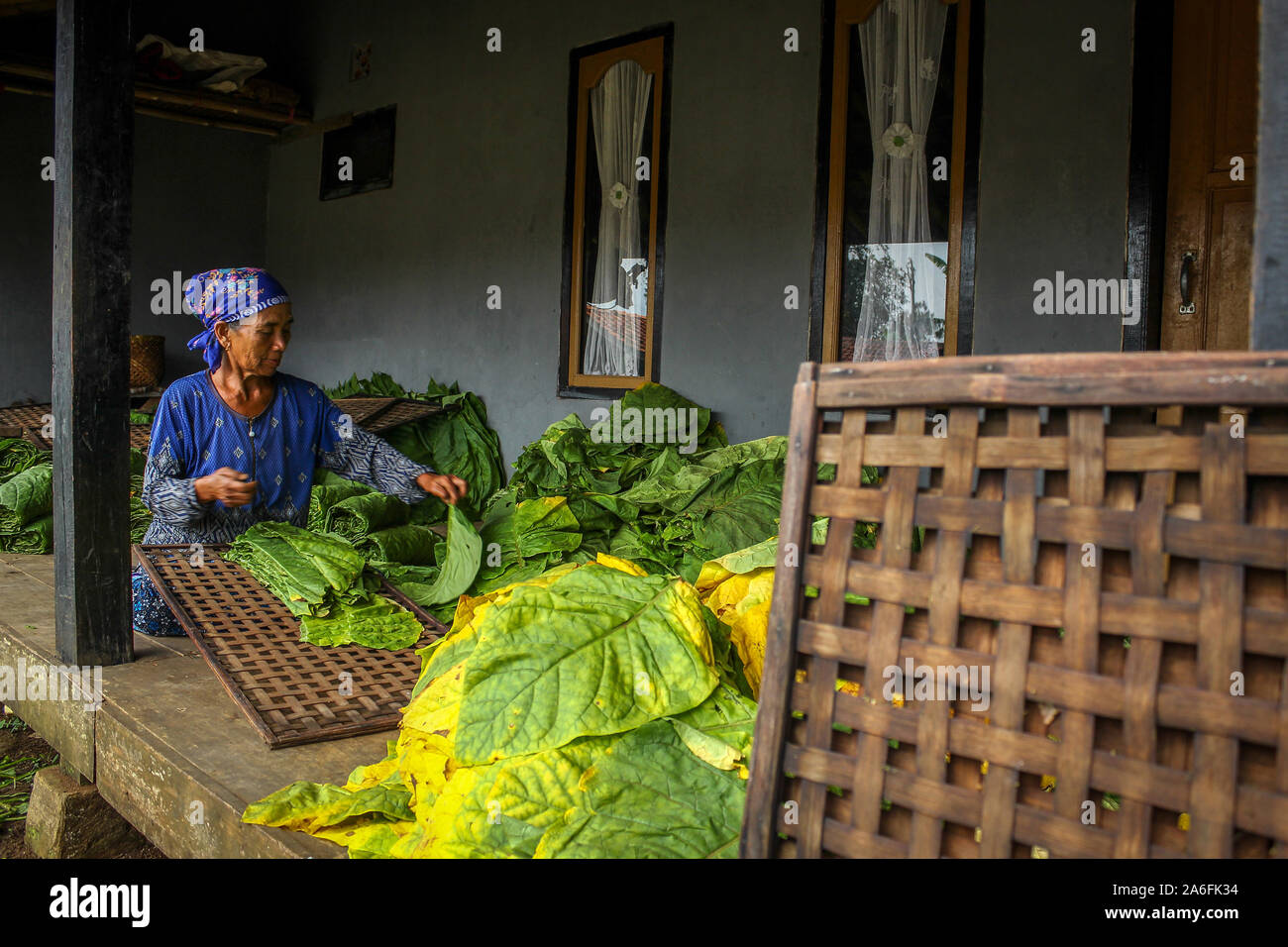 Sorting tobacco hi-res stock photography and images