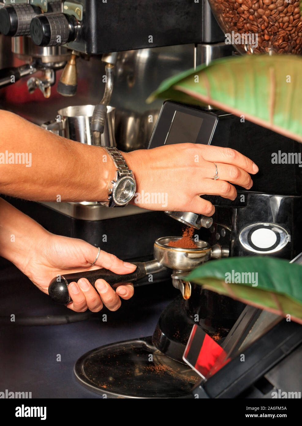 Hands barista grinds coffee beans in a coffee machine to make a drink