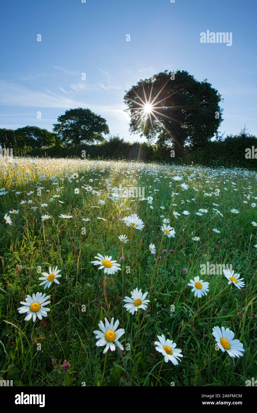 Hardington Moor, West Coker, Somerset, England, UK Stock Photo Alamy