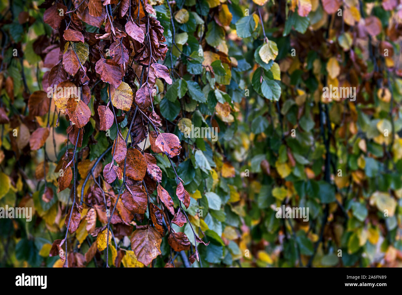 autumn leaves of a weeping beech in green, yellow, brown, orange, golden color Stock Photo