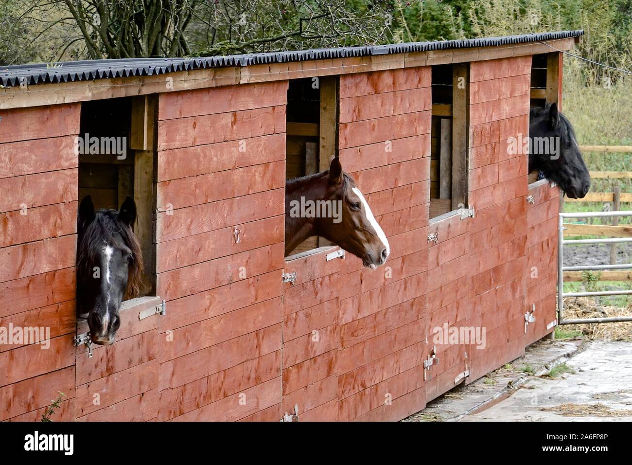 Three horses in their stables Stock Photo Alamy