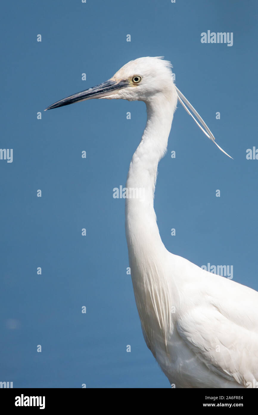 Little Egret - Norfolk Wildlife Trust
