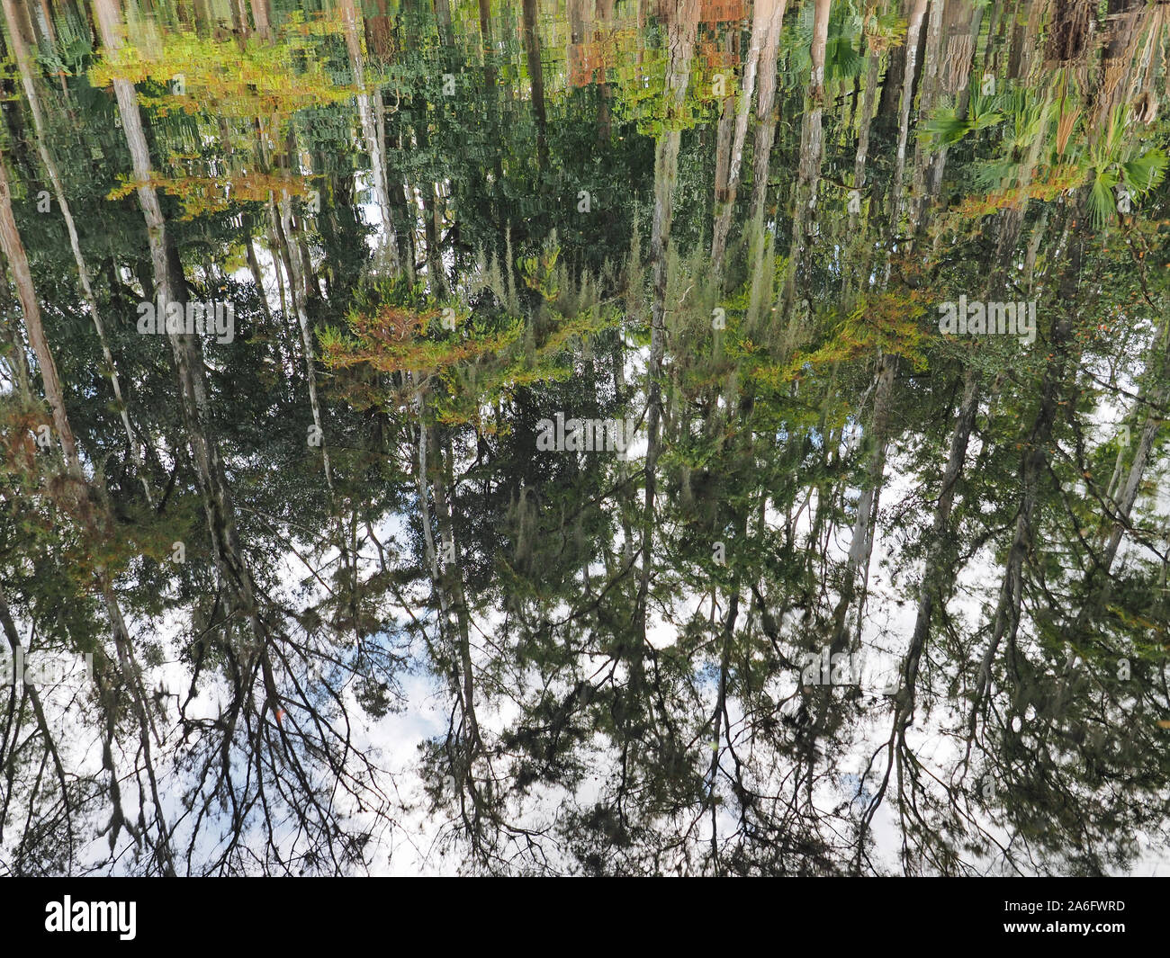 Wooded shores and clouds reflected on the still water of Fisheating Creek, Florida on autumn afternoon. Stock Photo