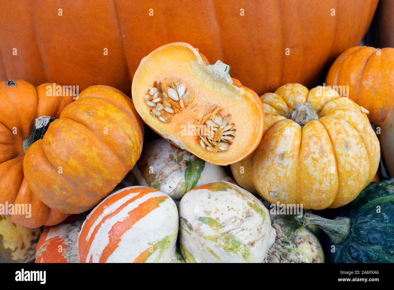 A selection of autumnal pumpkins and squashes Stock Photo