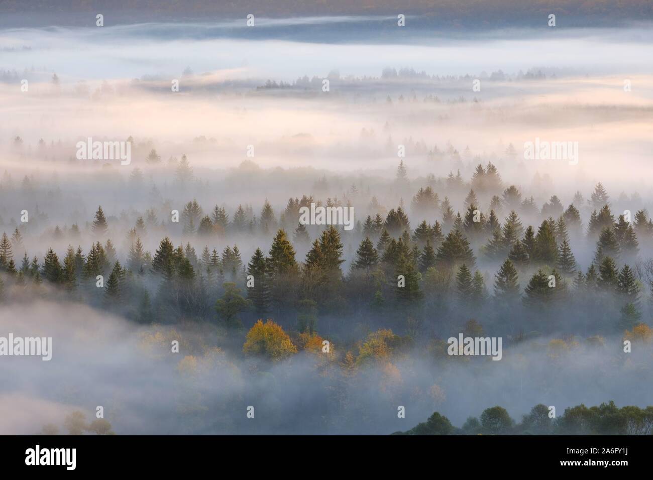 Fog in the Pupplinger Au at sunrise, Nature Reserve Isarauen, between Icking and Wolfratshausen, Upper Bavaria, Bavaria, Germany Stock Photo