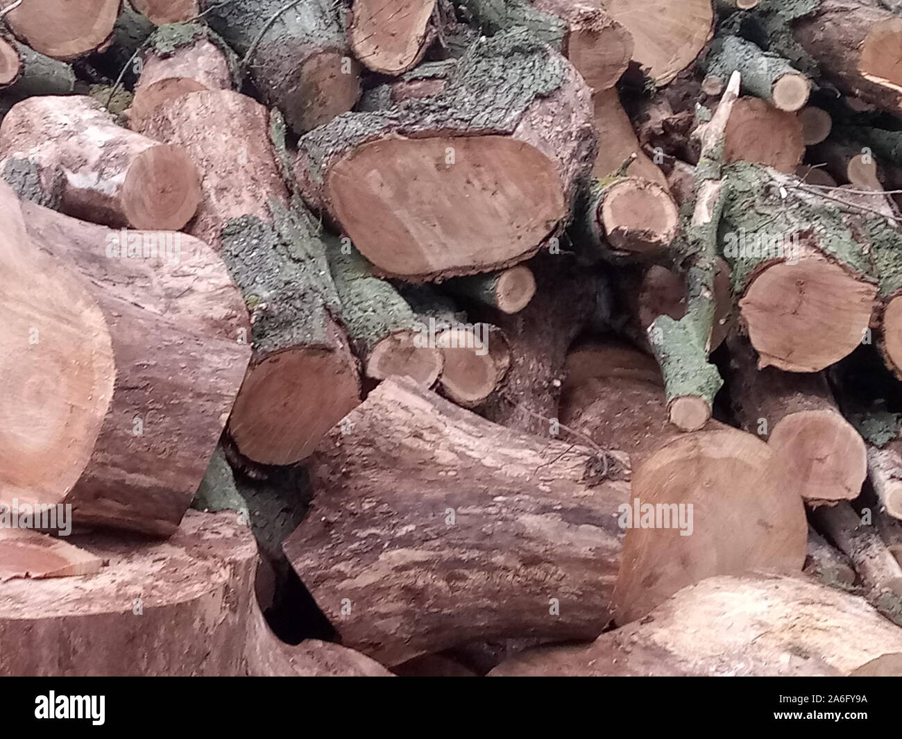 Tree log, pile of an oak firewood outdoor Stock Photo