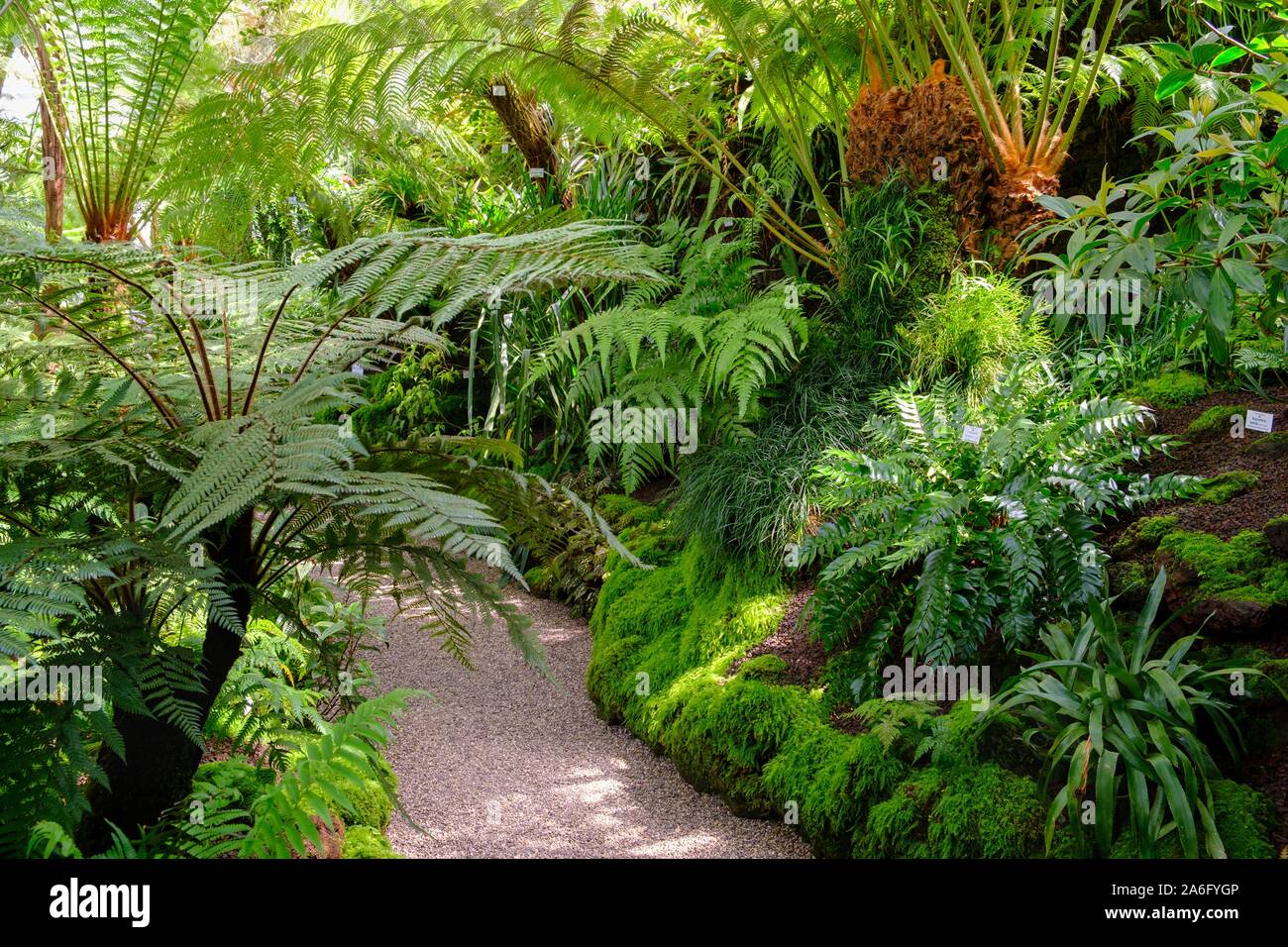 Tree fern house, greenhouses in the Botanical Garden Munich-Nymphenburg, Munich, Upper Bavaria, Bavaria, Germany Stock Photo