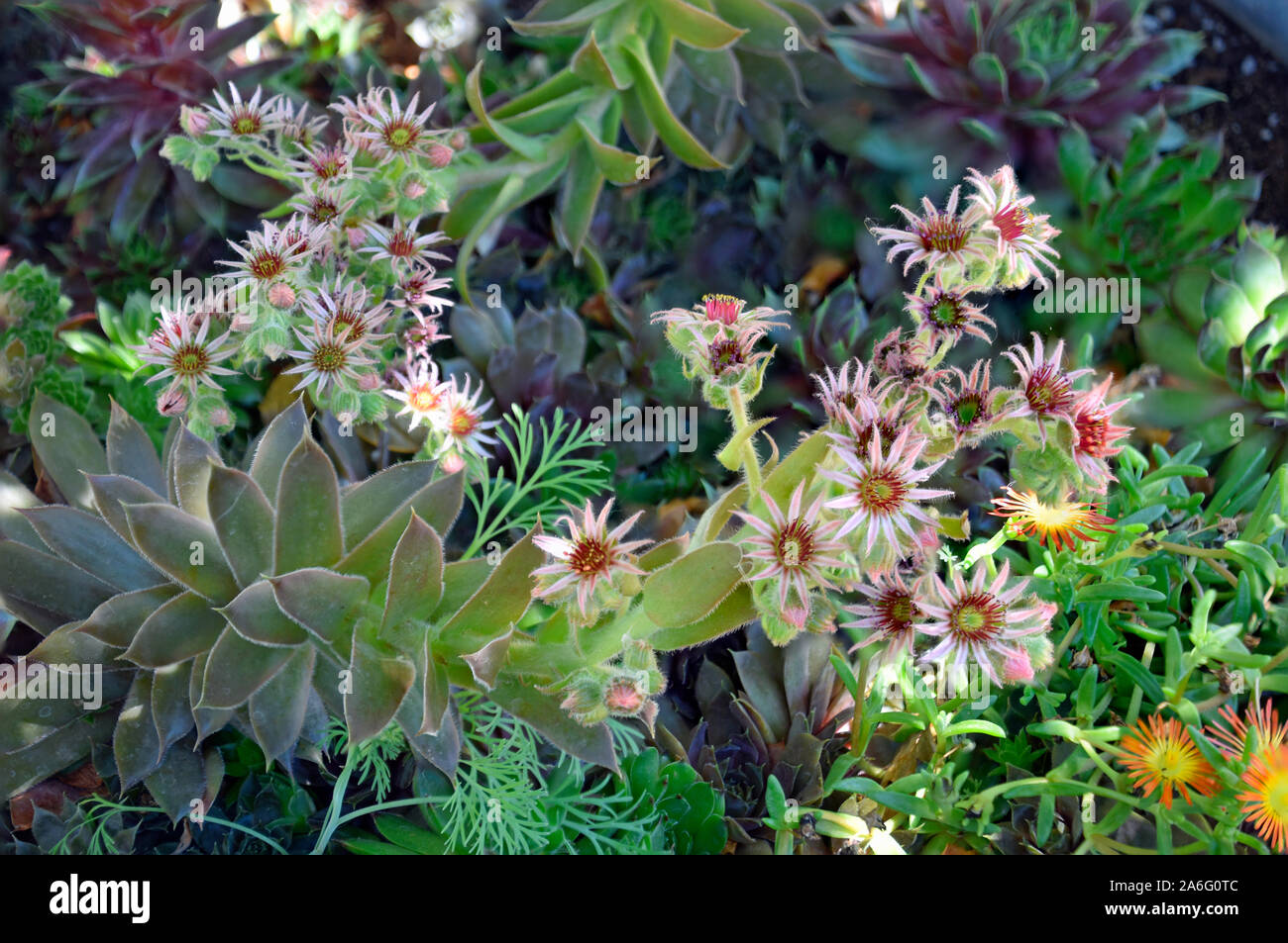 Sedum Stonecrop Flowers in late summer, photographed at the Desert Botanical Gardens in New Mexico. Stock Photo