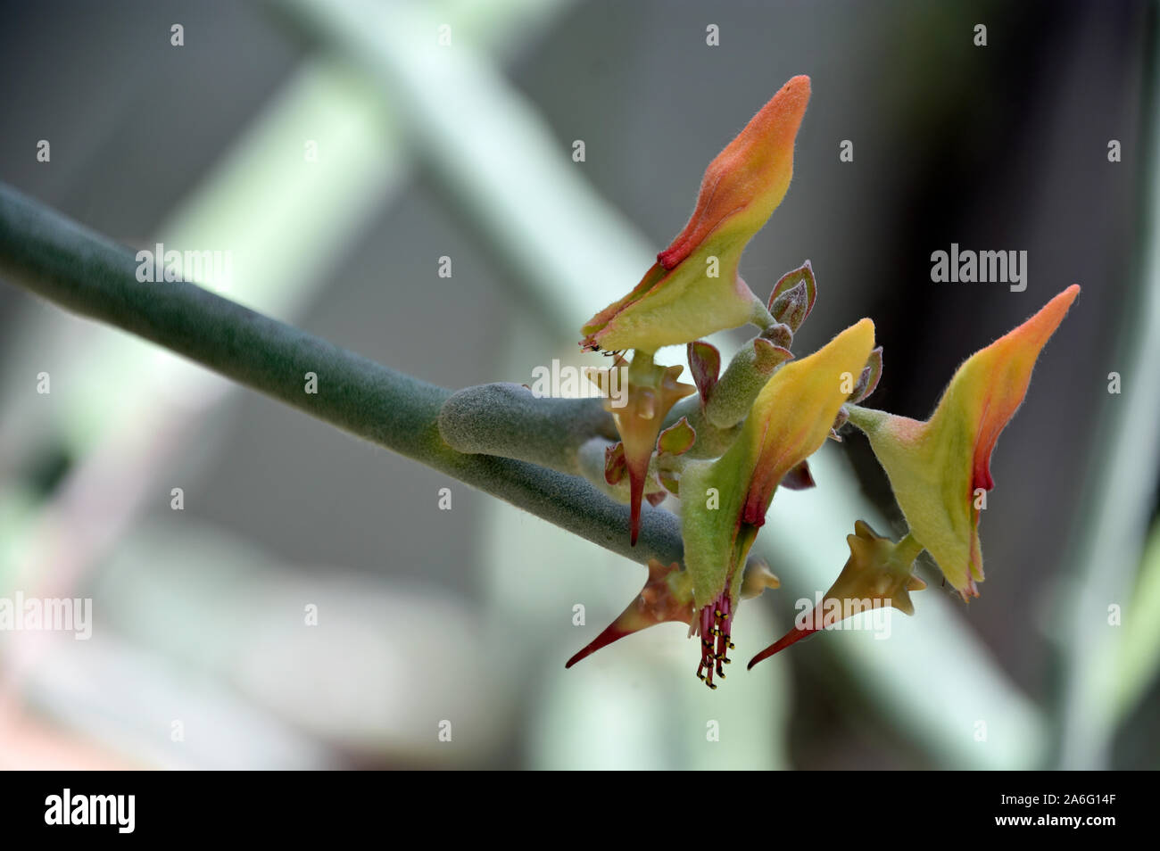 Slipper Plant Pedilanthus macrocarpus 🌺🐝 - YouTube
