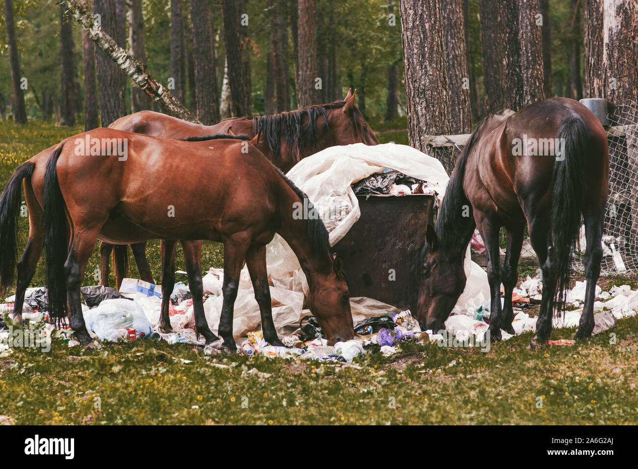 Horse litter hires stock photography and images Alamy