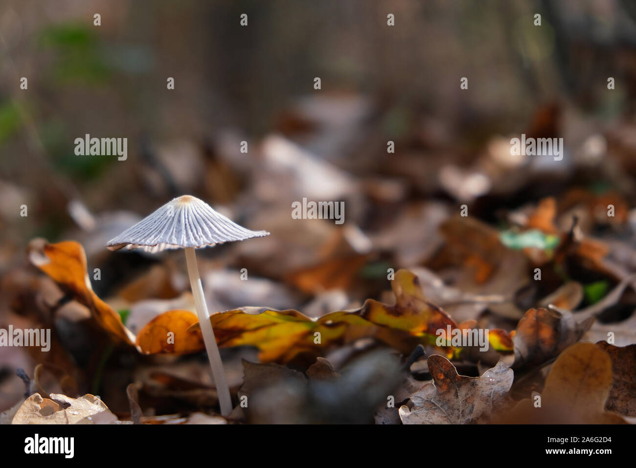 Beautiful close up of a mushroom, growing among dry oak leaves. Forest background. Mushroom macro Stock Photo