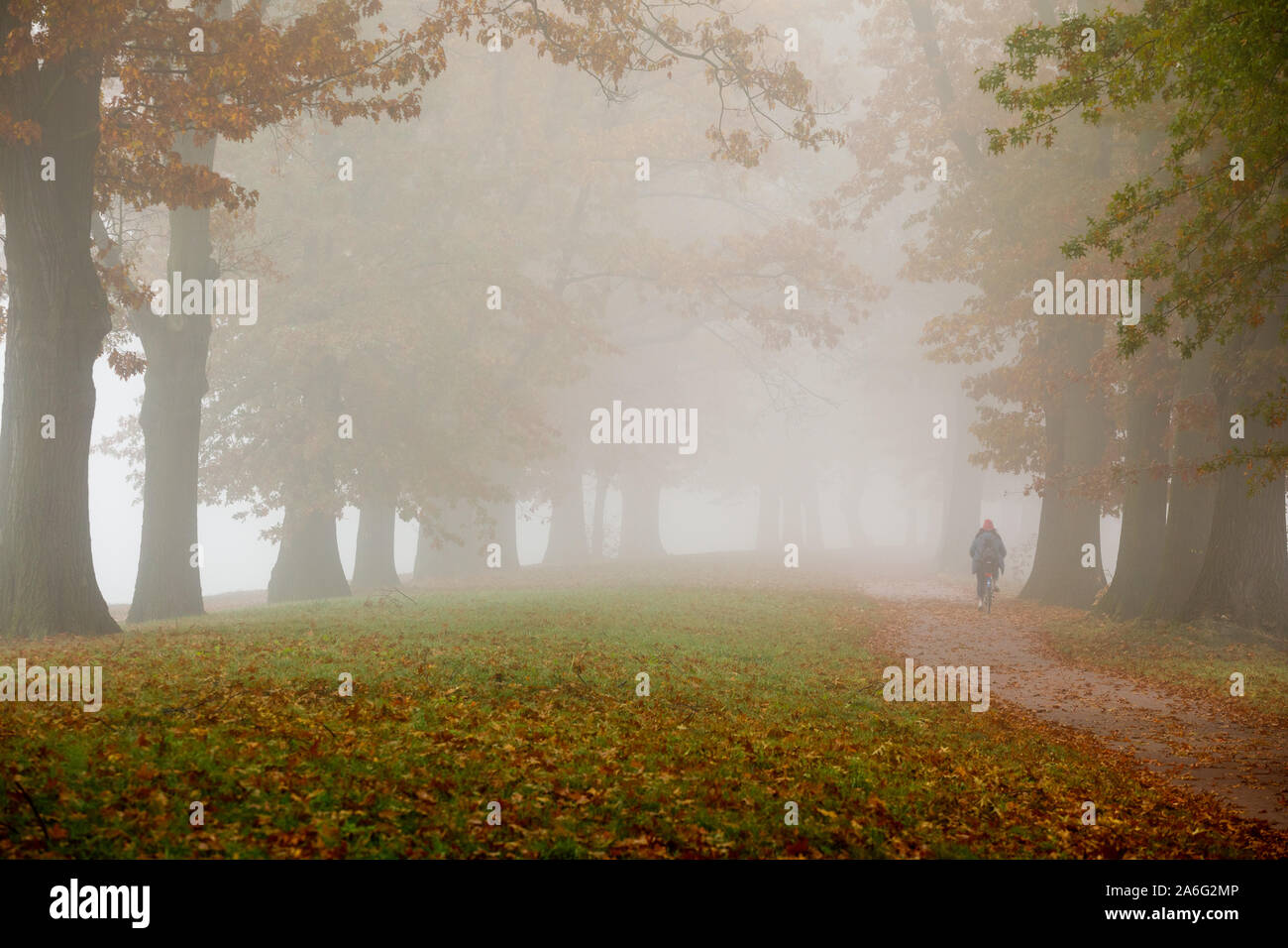 Oak alley in the fog. Autumn in Wrocław, Poland. Stock Photo