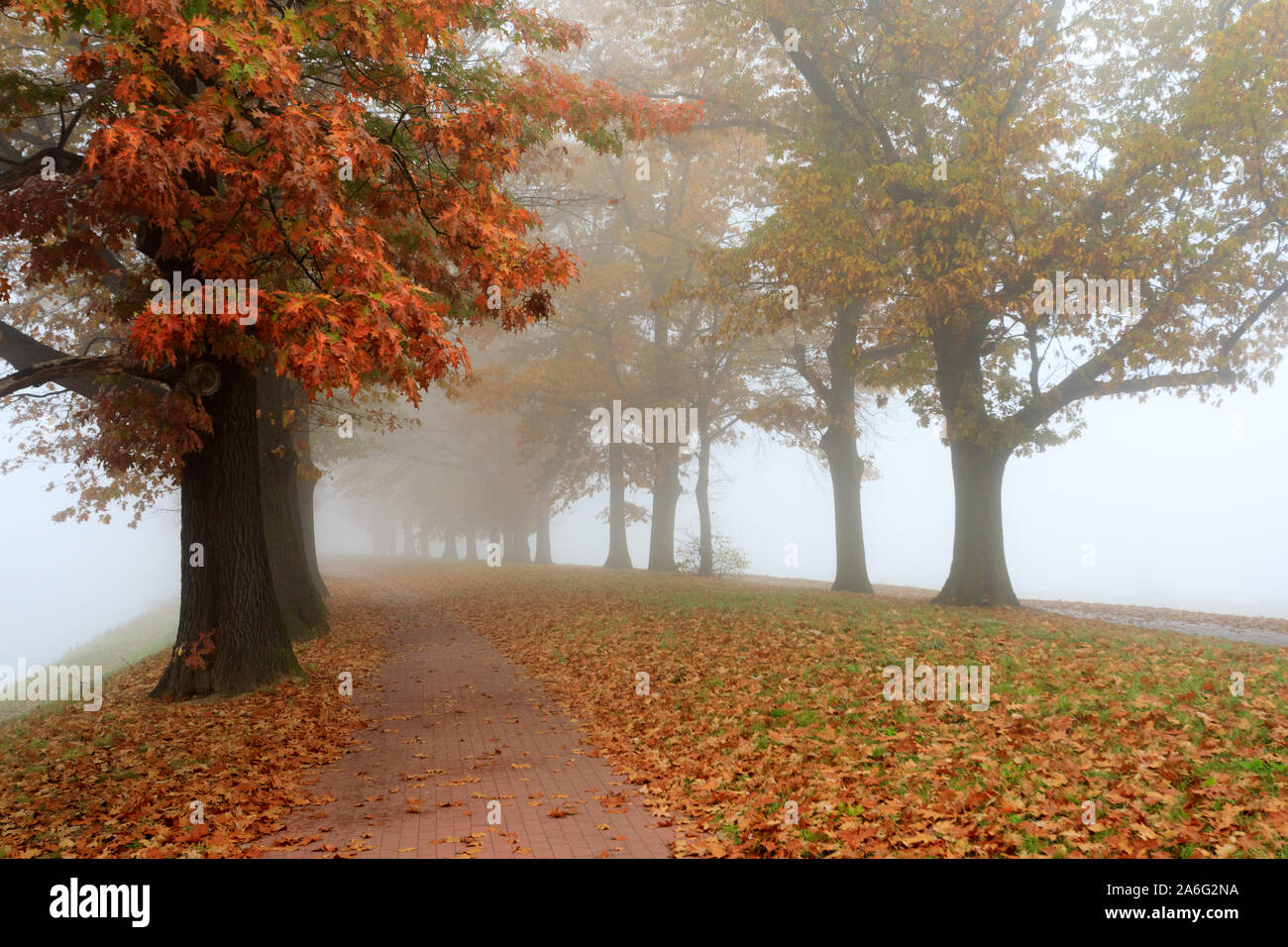 Oak alley in the fog. Autumn in Wrocław, Poland. Stock Photo