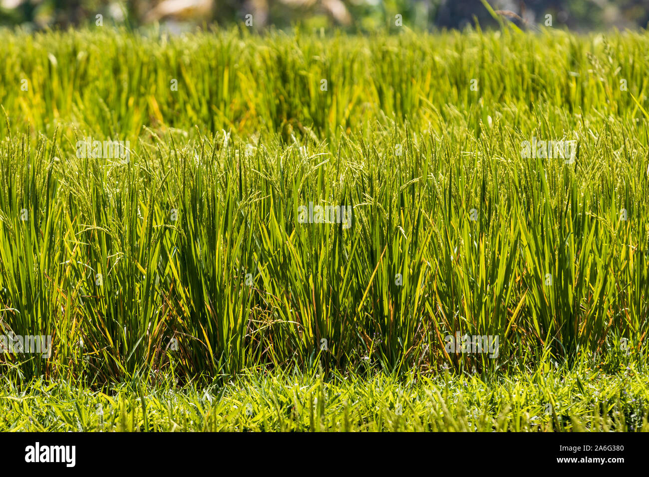 Southeast asian plants hi-res stock photography and images - Alamy